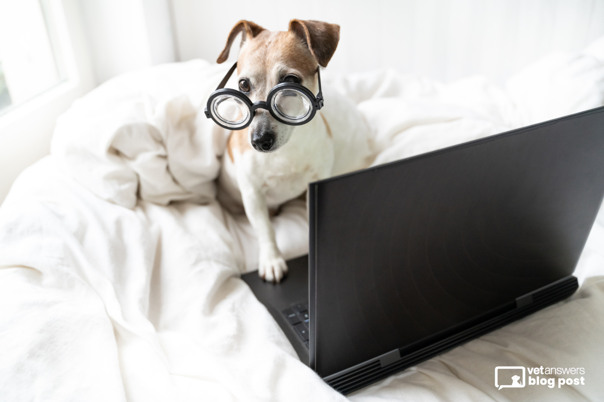 1 (Veterinary) Thing to think about ChatGPT isn’t coming for your job, but our days of BS are over